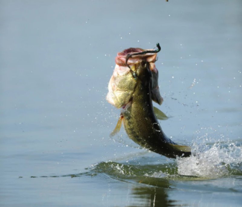 Demo big bass splash - Big Bass Splash: Der Slot, der deine Gewinne aus der Tiefe holgt