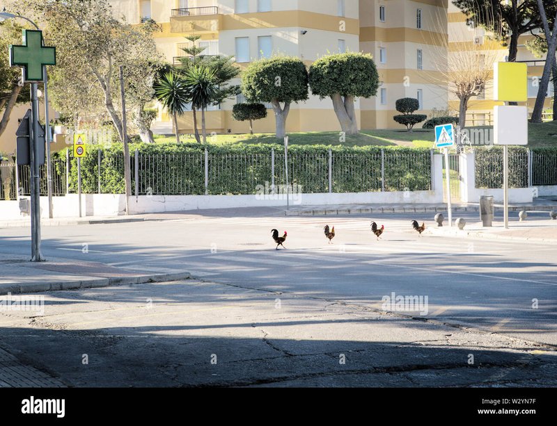 Chicken road oficial in Spain