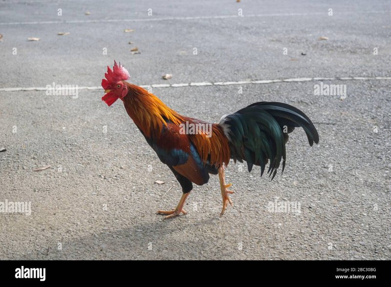 Descubre el misterio de la carretera del pollo en el Casino Online de España, chicken road game